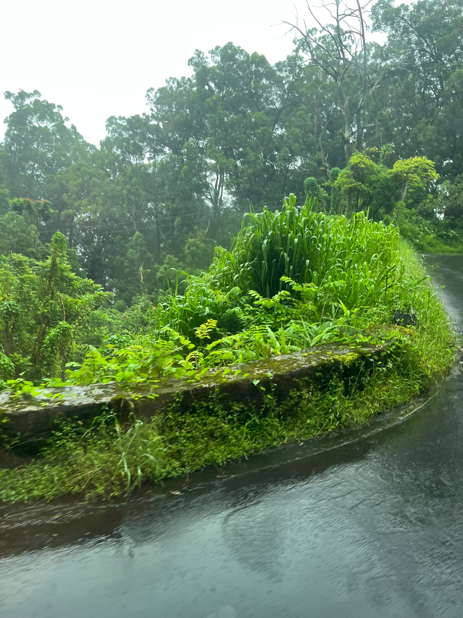 הדרך הירוקה והרטובה של Road to Hana
